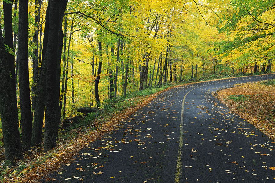 Contact - Winding Road with Colorful Tress and Fallen Leaves