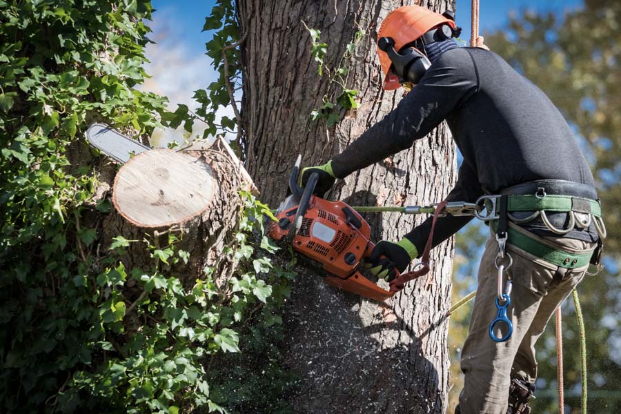Contractor Tree Removal Services - Man in a Safety Harness and Helmet Cutting Sections of a Fallen Tree with a Chainsaw